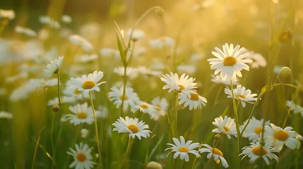  Meadow  with  blooming  daisy  flowers © Ainur