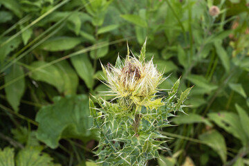 flowers on alpine meadows and grasses with lush vegetation at the height of summer.