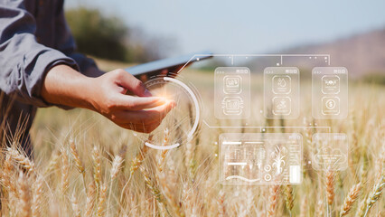 Farmer inspects barley and uses agricultural technology to analyze data via tablet Concept of smart...