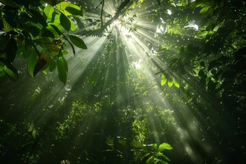 Sun shining through dense jungle, illuminating lush green canopy with rays of light