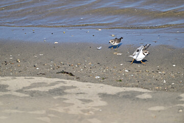 Little Plovers poking each other on the beach