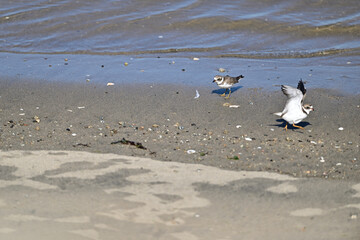 Little Plovers poking each other on the beach