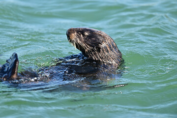 Sea Otter rolling on water 