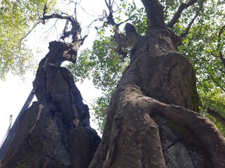 tree in the forest