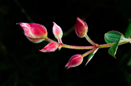 The bud of Glory bush or Princess flower isolated on dark green background with space for text.
