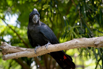 the Male Red-tailed Black Cockatoos are black with two vibrant red stripes in the tail. They also...