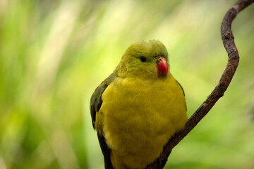 The male Regent Parrot has a general yellow appearance with the tail and outer edges of the wings being dark blue-black.