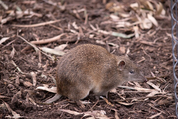 Southern brown bandicoot is a medium sized ground dwelling marsupial with a long tapering snout, a naked nose, a compact body and a short tail.