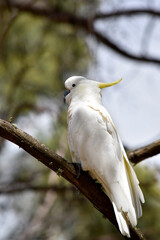 The sulphur crested cockatoo is a white bird with a yellow crest.