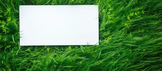 Fototapeten A blank paper on the lush grass © Ilgun