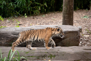 Tiger cubs are born with all their stripes and drink their mother's milk until they are six months old and then only eat meat.