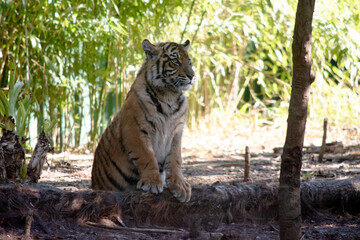 Tigers are powerful hunters with sharp teeth, strong jaws and agile bodies.