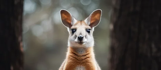 Fototapeten A kangaroo in the forest looking at the camera © Ilgun
