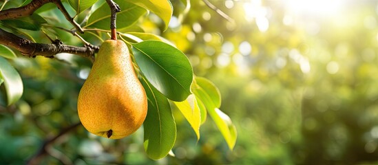 A ripe pear hanging from a tree