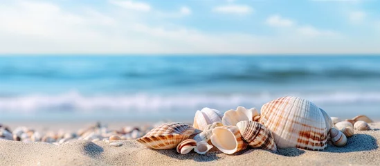  Shells scattered on sandy shore © Ilgun
