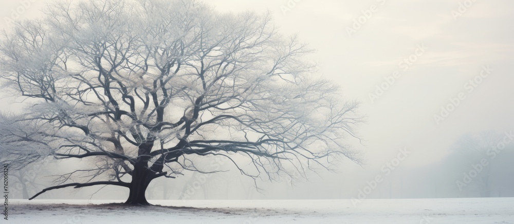 Wall mural Lonely tree standing in snow-covered field