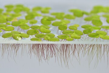 underwater view a group of duckweed floating in glass tank.