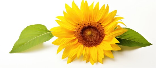 Vibrant Sunflower Blooming on Clean White Background, Bright and Cheerful Floral Concept