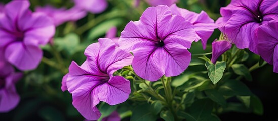 Purple blooms in lush garden - Powered by Adobe