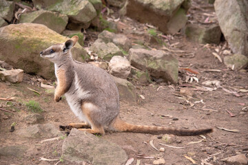 The Yellow-footed Rock-wallaby is brightly coloured with a white cheek stripe and orange ears. It...