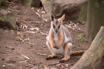 Naklejka premium The Yellow-footed Rock-wallaby is brightly coloured with a white cheek stripe and orange ears. It is fawn-grey above with a white side-stripe, and a brown and white hip-stripe.