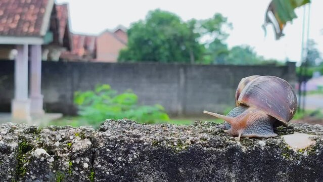 Snail coming out of shell. Snail crawling on the cement fence time lapse. Fast forward