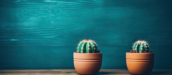 Two cactus plants in a terracotta pot