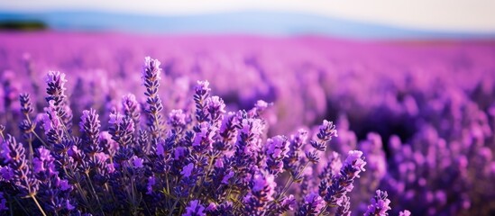 Lavender flowers in purple field