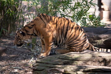 Young tigers have all their stripes and markings. They are learning to be powerful hunters while playing