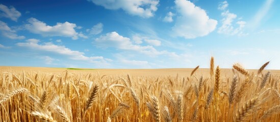 Field of ripe wheat under bright sunlight