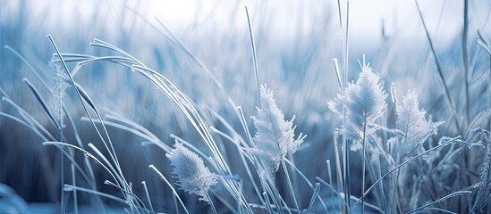 Tall grass field covered in frost