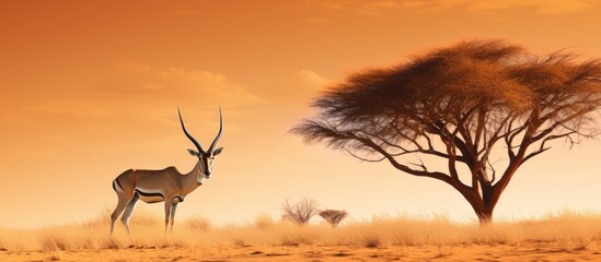 Zebras roaming arid land with lone tree backdrop