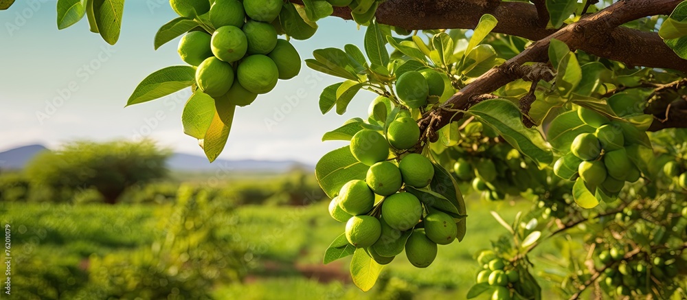 Wall mural Many green fruits hanging from a tree in the field