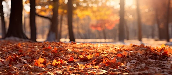 Foto auf Acrylglas Colorful autumn foliage in the park © Ilgun