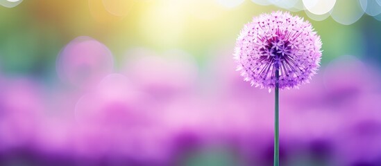 A purple flower with blurred background