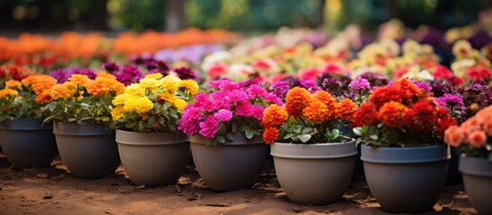 Fototapeta na wymiar Row of varied pots with vibrant blooms in garden