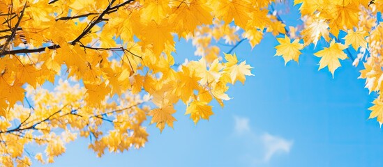 Yellow autumn foliage on a tree under clear blue sky