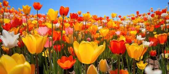 Keuken spatwand met foto Colorful tulip field in bloom © Ilgun