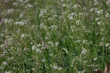 群生して咲く白いナズナの花