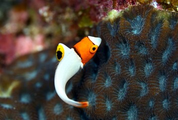 イロブダイ幼魚　久米島