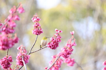 開花したピンク色のカンヒザクラの花の蜜を吸うメジロ