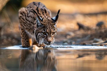 Foto auf Acrylglas Antireflex Wild Lynx drinking water from lake © Firn