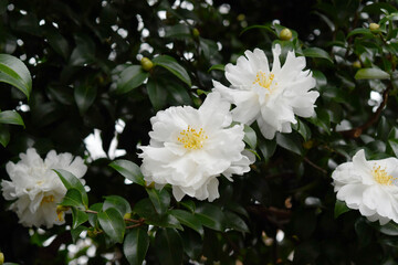 白色の花　山茶花