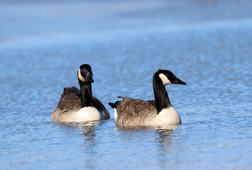 Canada goose