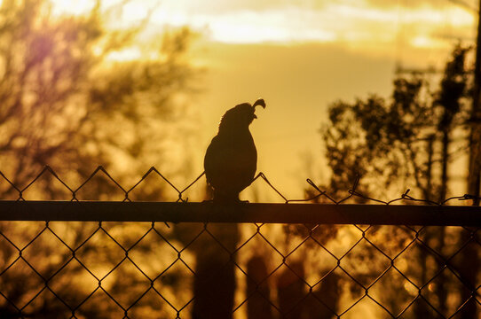 The silhouette of a quail perched on a metal fence is outlined by the warm glow of the sunset, amidst lush vegetation