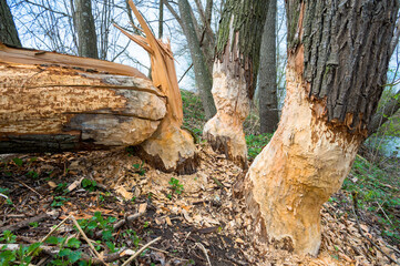 huge tree after being bitten by a wild forest beaver - 762025384