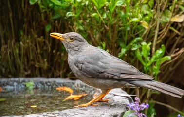 Wildlife in urban spaces - a karoo thrush drinks from a manmade birdbath in a garden in Gauteng province in South Africa during a heatwave