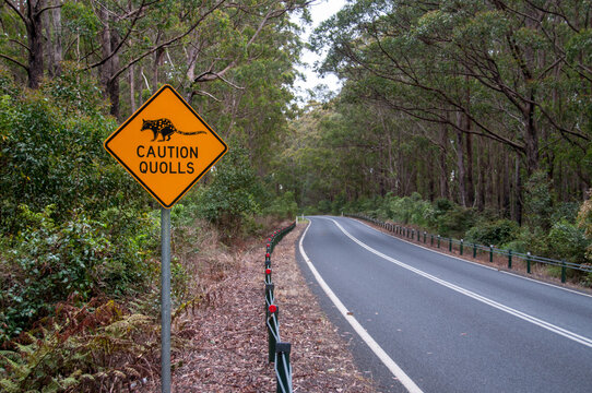 Quoll Warning sigm at a highway in Northern New South Wales, Australia