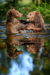 Two Wild Brown Bear play or fight  on pond in the summer forest, reflection on water. Animal in natural habitat. Wildlife scene