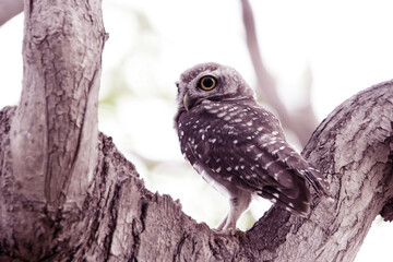 The Spotted owlet on the tree